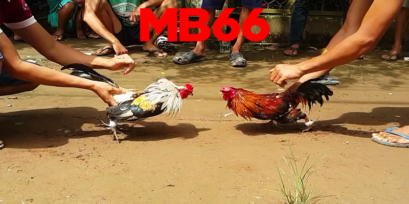 Đá gà MB66 | Bí quyết chinh phục trận đá gà đỉnh cao tại Mb66